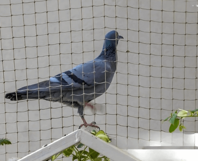 Pigeon Safety Nets